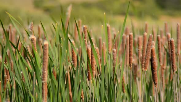 Marsh Of Reeds Point Reyes California 2 Marsh Of Reeds Point Reyes California 2