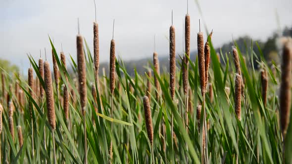 Marsh Of Reeds Point Reyes California 4 Marsh Of Reeds Point Reyes California 4