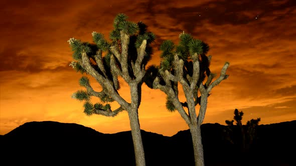 Time Lapse Of Joshua Trees At Night 2