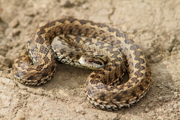 hungarian meadow viper closeup (Misc) Photo Download