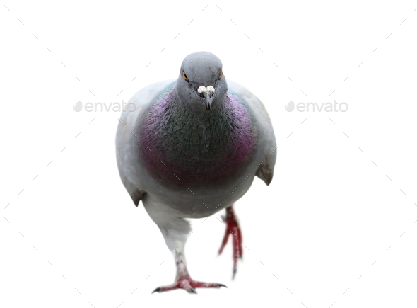 isolated pigeon coming towards camera (Misc) Photo Download