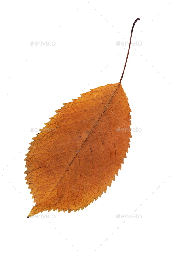 orange color faded leaf (Misc) Photo Download