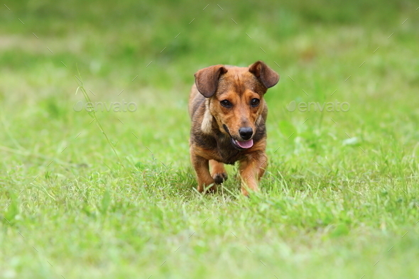 small dog running on green lawn (Misc) Photo Download