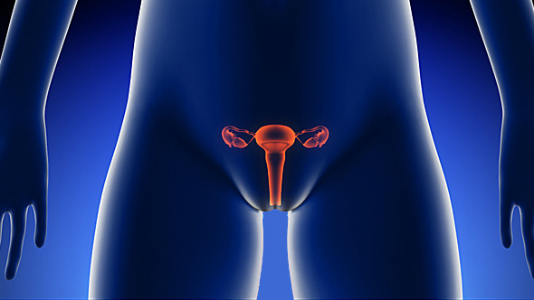 Female Reproductive System Anatomy By Se5d Videohive