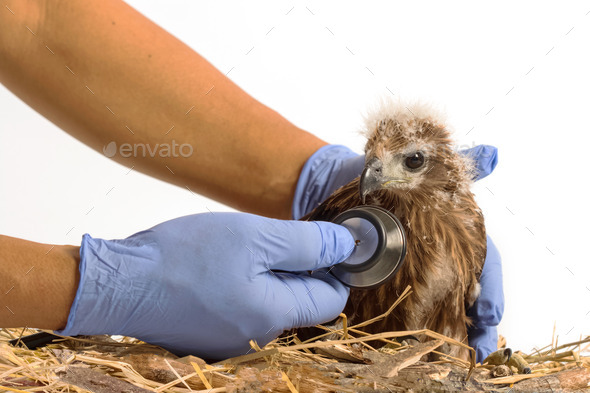 veterinarian holding and checkup young Red-backed Sea-eagle with (Misc) Photo Download