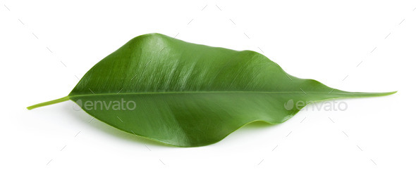 Green bright leaf orange (Misc) Photo Download