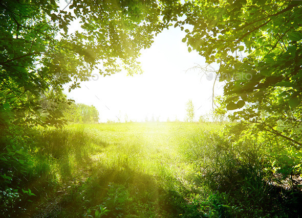 Path in the forest (Misc) Photo Download