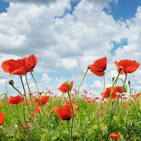 meadow with wild poppies and blue sky (Misc) Photo Download