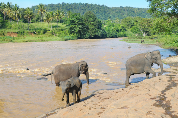 herds of elephants bathing in the river (Misc) Photo Download