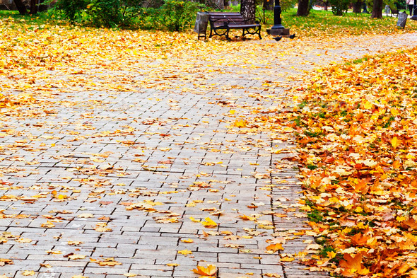 Country road running through autumn alley (Misc) Photo Download