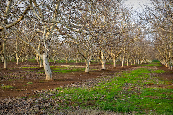 Almond Tree (Misc) Photo Download