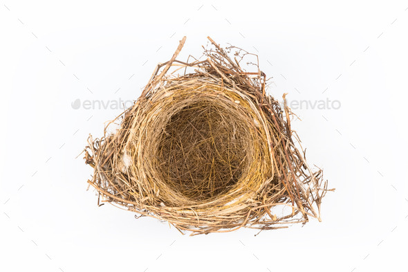 bird's nest (Misc) Photo Download