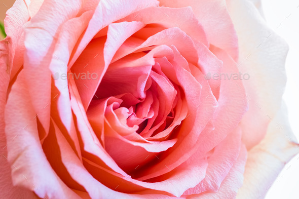 rose closeup (Misc) Photo Download