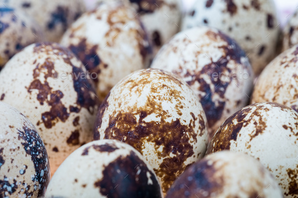 quail eggs closeup (Misc) Photo Download