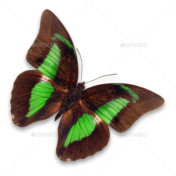 brown and green butterfly (Misc) Photo Download