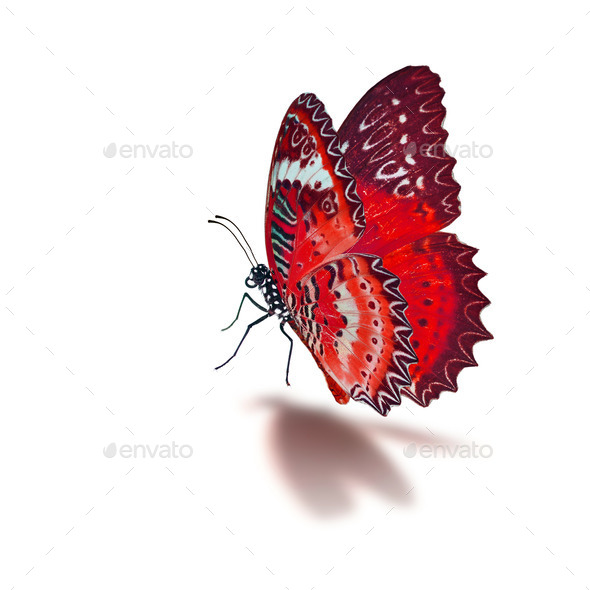 red butterfly (Misc) Photo Download