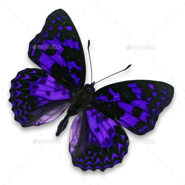 purple butterfly (Misc) Photo Download