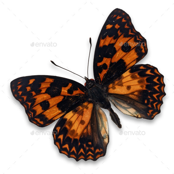 orange butterfly (Misc) Photo Download