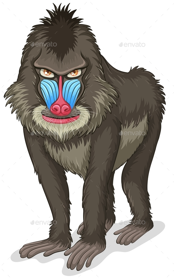 GraphicRiver Baboon 11010748 GraphicRiver Baboon 11010748