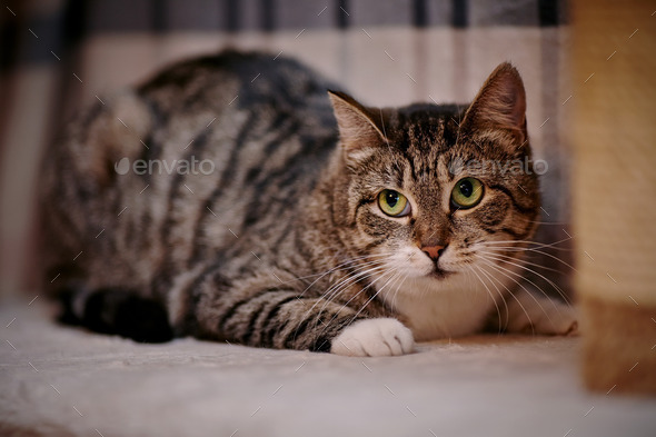 Gray striped cat with green eyes. (Misc) Photo Download