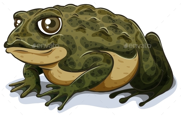 GraphicRiver Toad 11020587 GraphicRiver Toad 11020587
