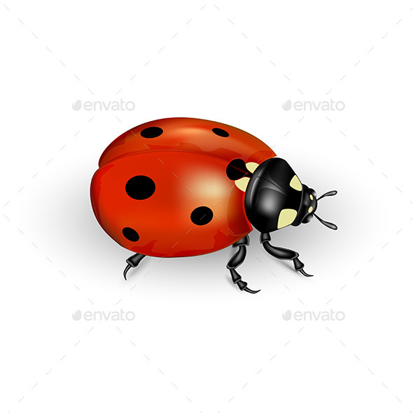 GraphicRiver Ladybug 11021622 GraphicRiver Ladybug 11021622