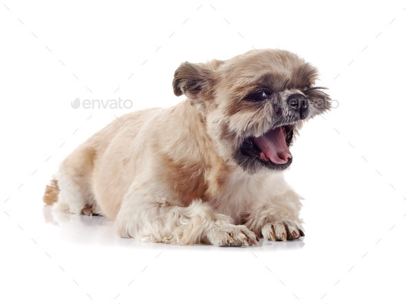 Small doggie of breed of a shih-tzu (Misc) Photo Download