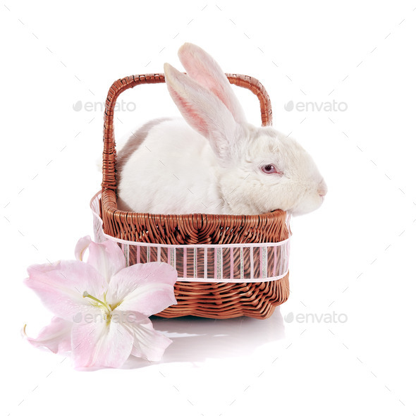 White rabbit in a basket with a lily flower. (Misc) Photo Download