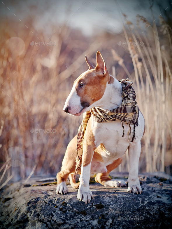 The dog of breed a bull terrier (Misc) Photo Download