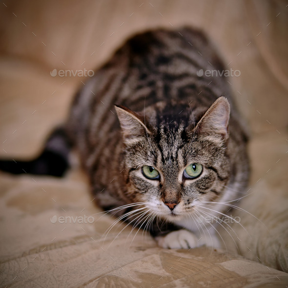 Gray striped shorthair cat. (Misc) Photo Download