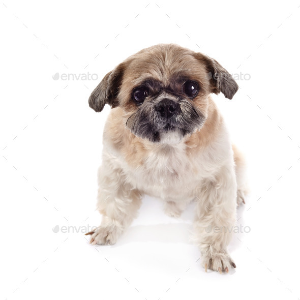 The decorative doggie of breed of a shih-tzu (Misc) Photo Download