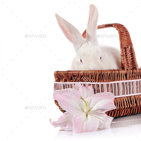 Portrait of a white rabbit in a basket with a lily flower (Misc) Photo Download