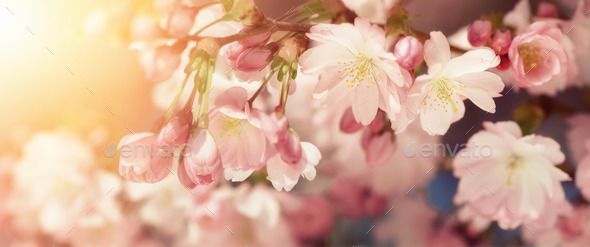 Cherry blossoms in retro-styled colors