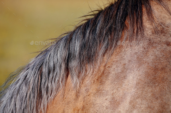 Mane of the horse (Misc) Photo Download