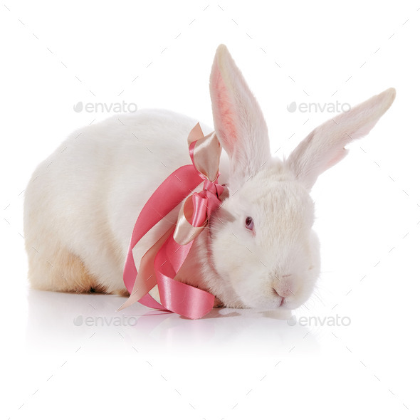 Rabbit with red eyes with a tape. (Misc) Photo Download