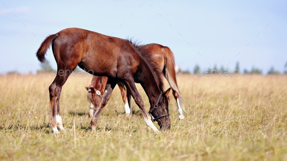 Foals on a meadow. (Misc) Photo Download