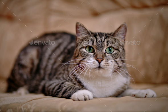 Gray striped cat with green eyes. (Misc) Photo Download