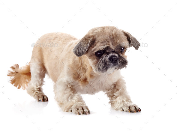 The decorative doggie of breed of a shih-tzu (Misc) Photo Download