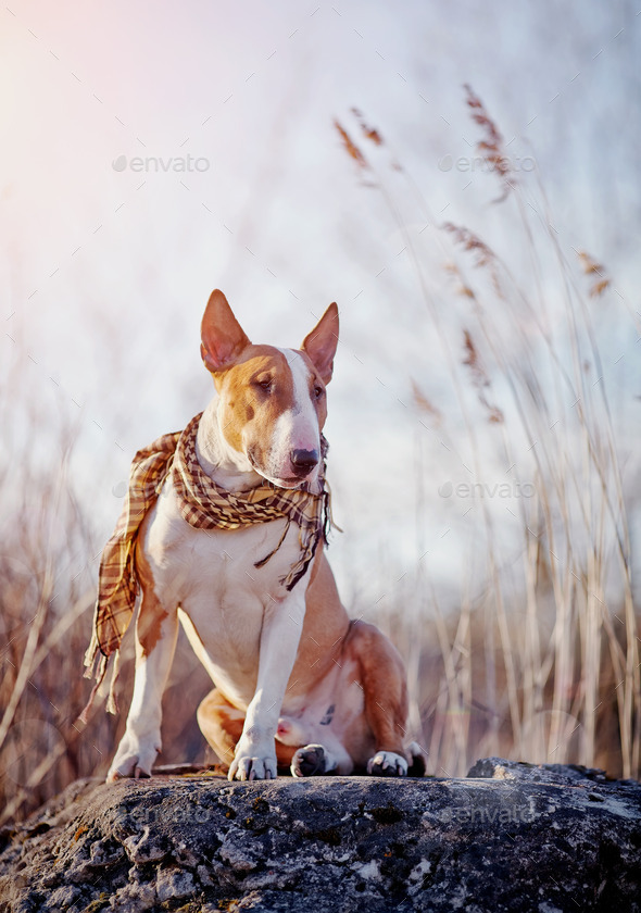 The attentive bull terrier in a checkered scarf (Misc) Photo Download