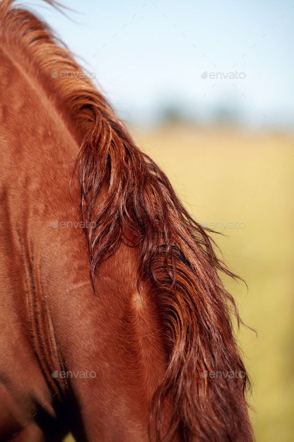 Neck of a horse (Misc) Photo Download