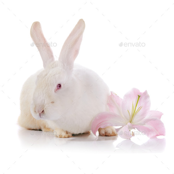 White rabbit and flower of a white-pink lily (Misc) Photo Download