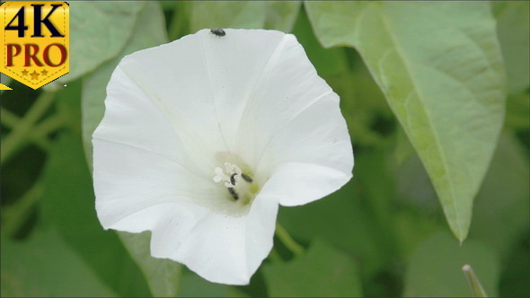 The White Petals of the Field Bindweed Flower The White Petals of the Field Bindweed Flower