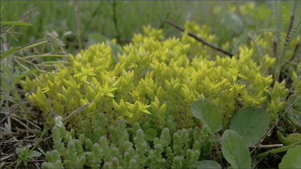 Yellow Serum Stonecrops Plants and Herbs