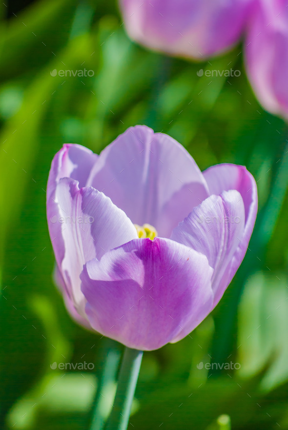 single light lilac tulip in spring (Misc) Photo Download