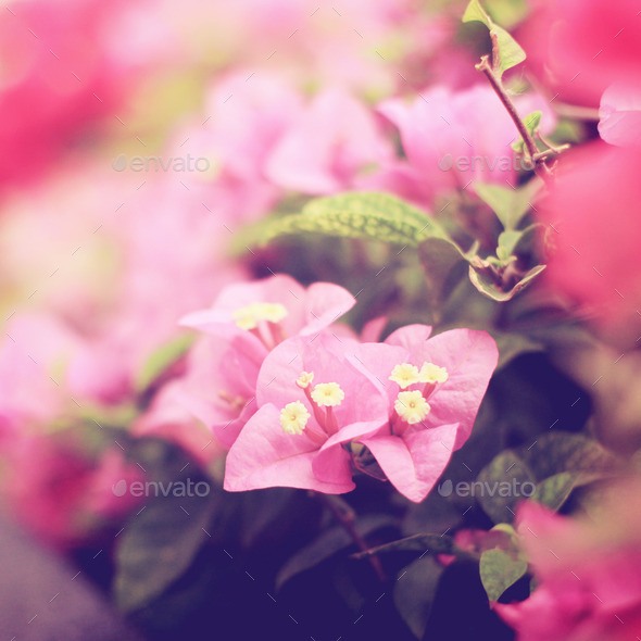 Bush of Bougainvillea flowers with retro filter effect (Misc) Photo Download