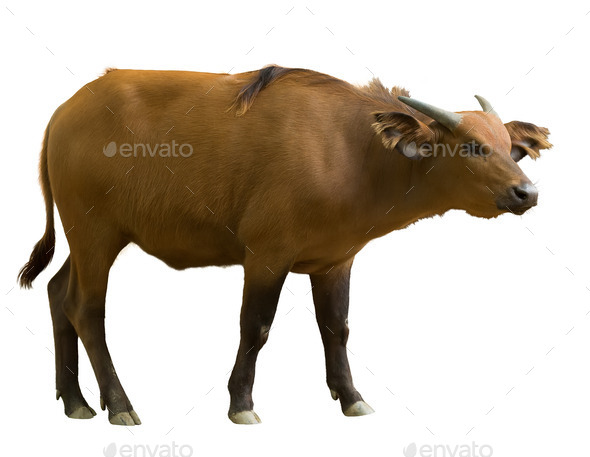 African forest buffalo (Misc) Photo Download