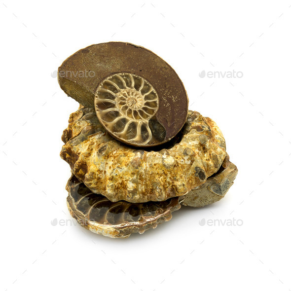 Ammonites (Misc) Photo Download