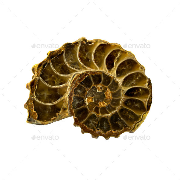 Ammonite isolated (Misc) Photo Download