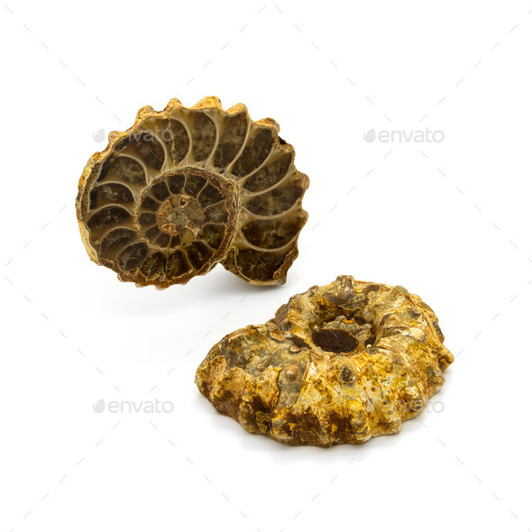 Two ammonites (Misc) Photo Download