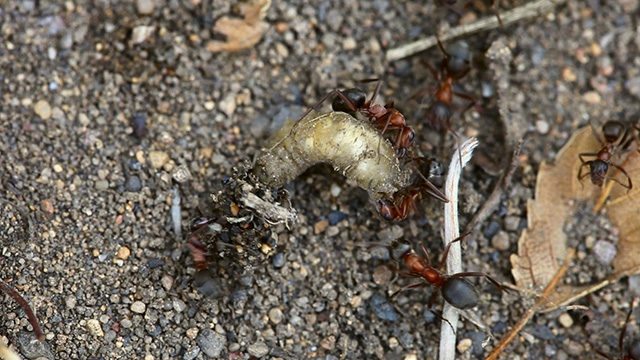 Fight ants with larva Fight ants with larva
